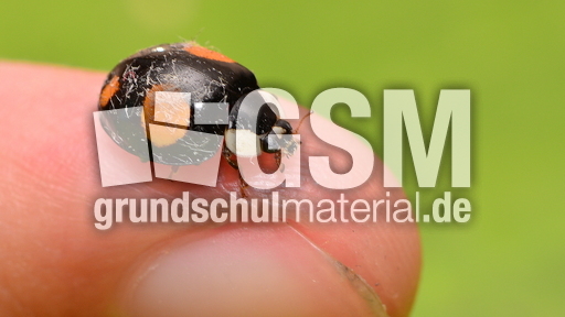 Asiatischer Marienkäfer (22).JPG